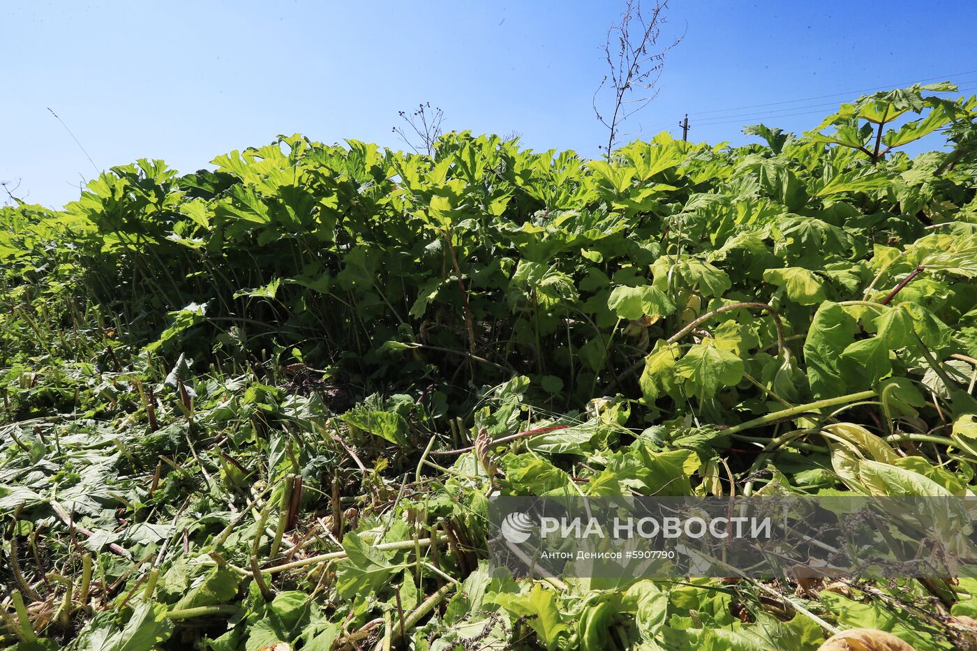 Борщевик в Подмосковье