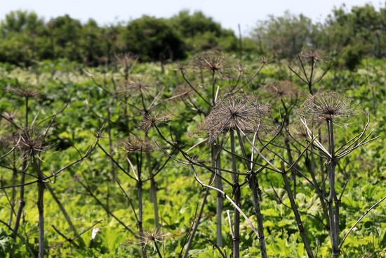 Борщевик в Подмосковье