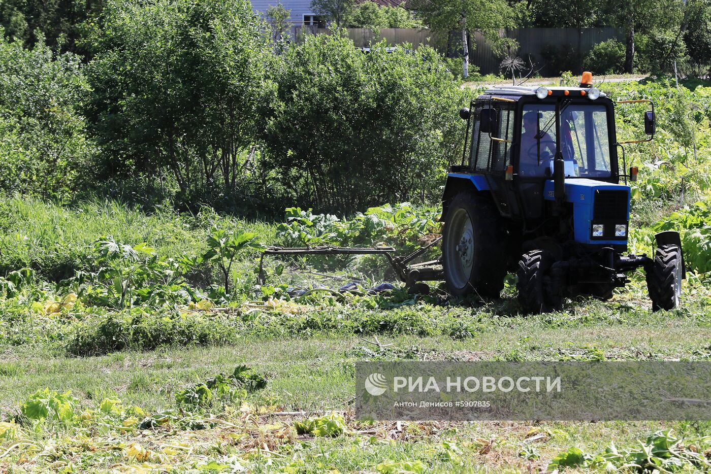 Борщевик в Подмосковье