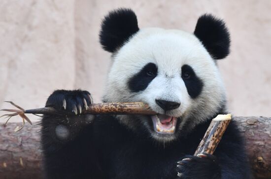 Московский зоопарк