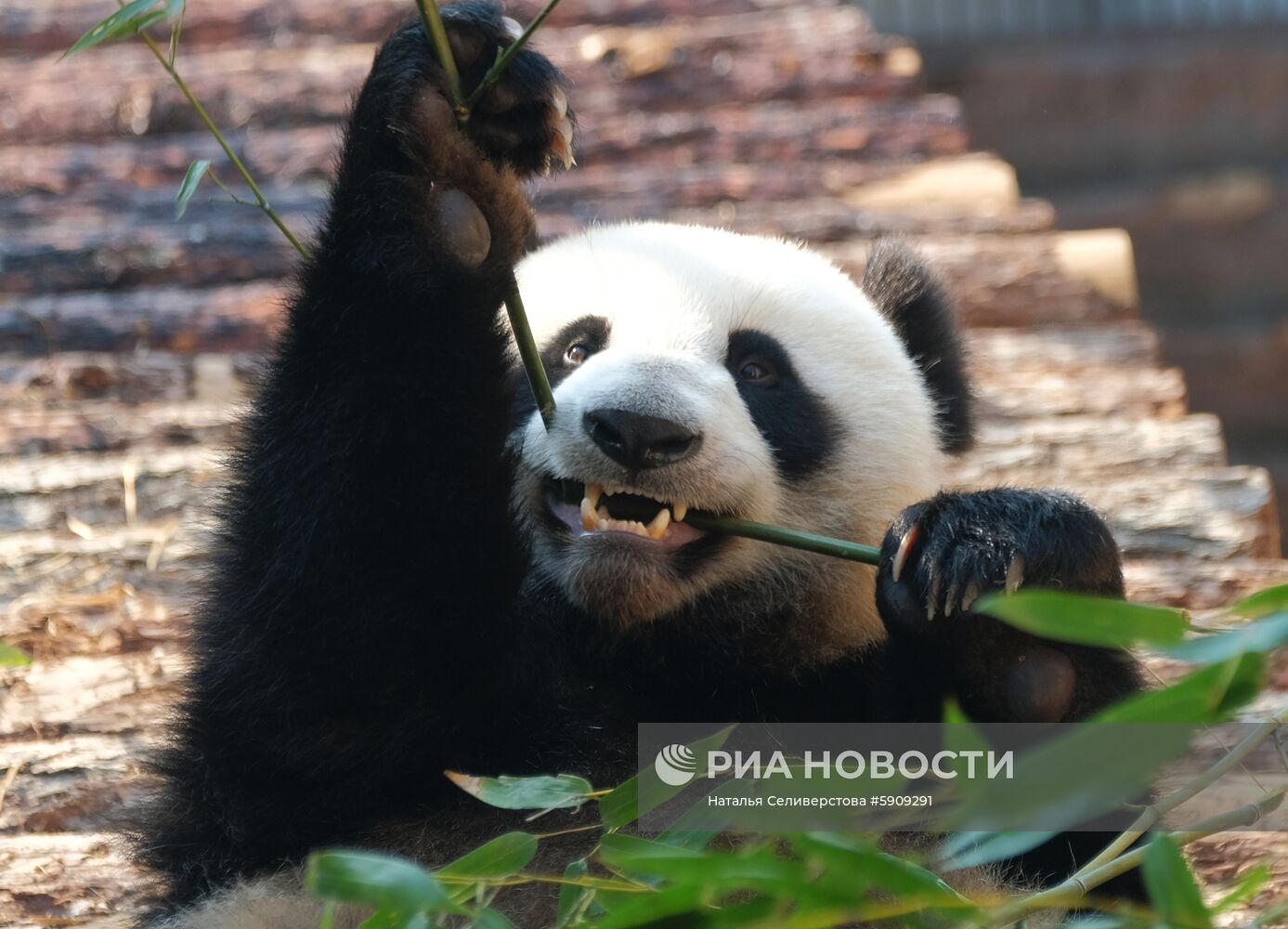 Московский зоопарк