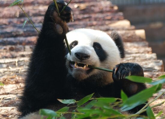 Московский зоопарк