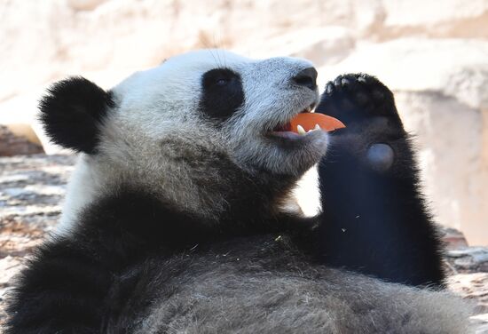 Московский зоопарк