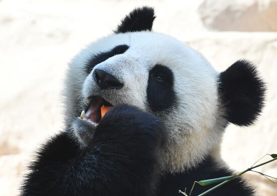 Московский зоопарк