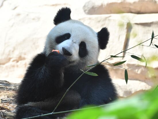 Московский зоопарк