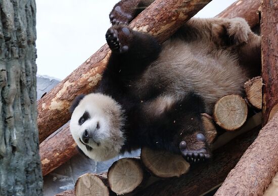 Московский зоопарк