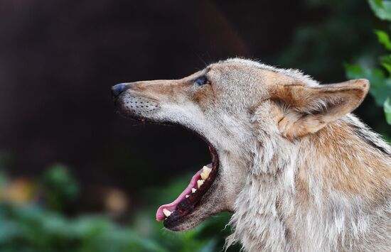Московский зоопарк