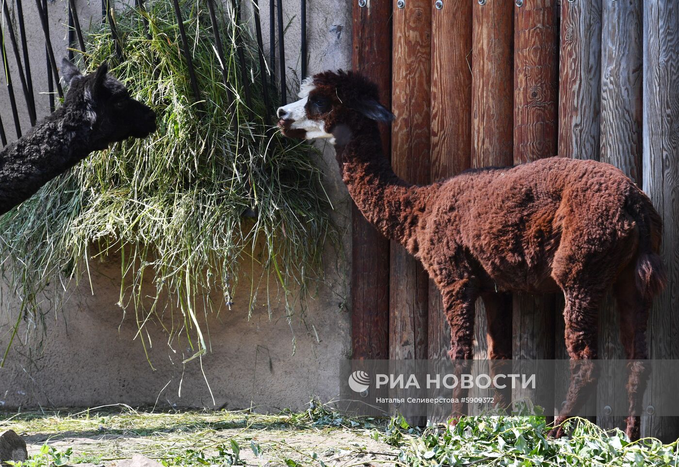 Московский зоопарк