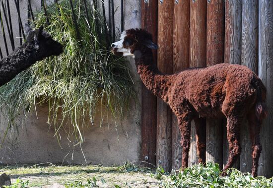 Московский зоопарк