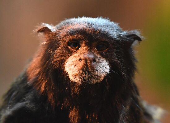 Московский зоопарк