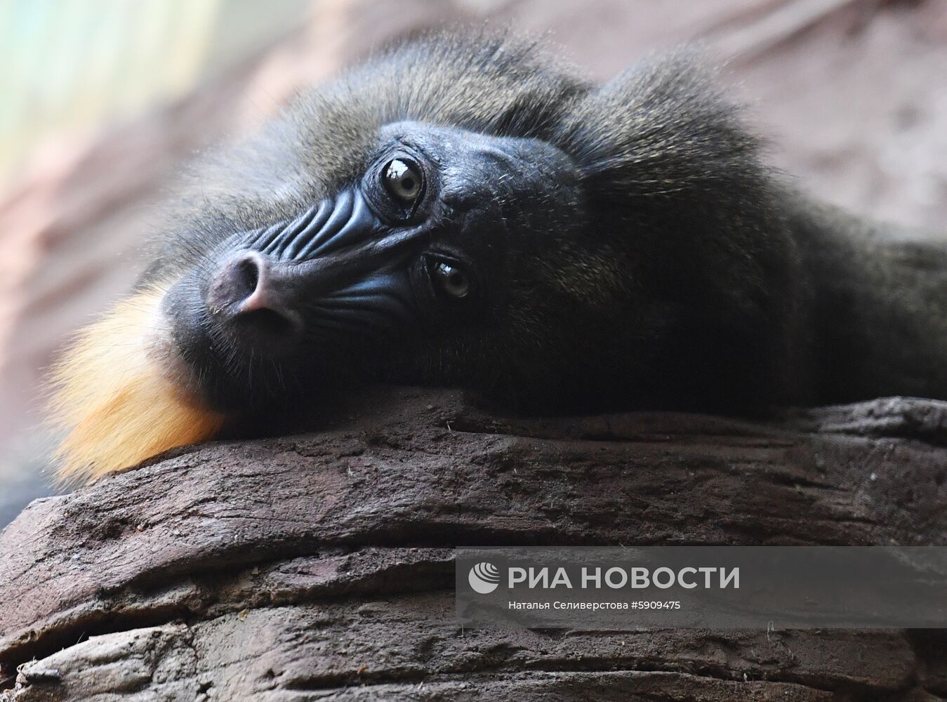 Московский зоопарк