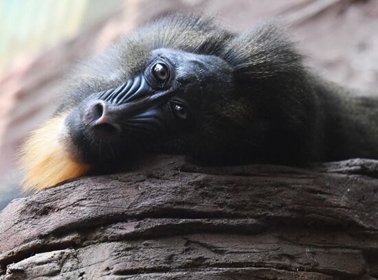 Московский зоопарк