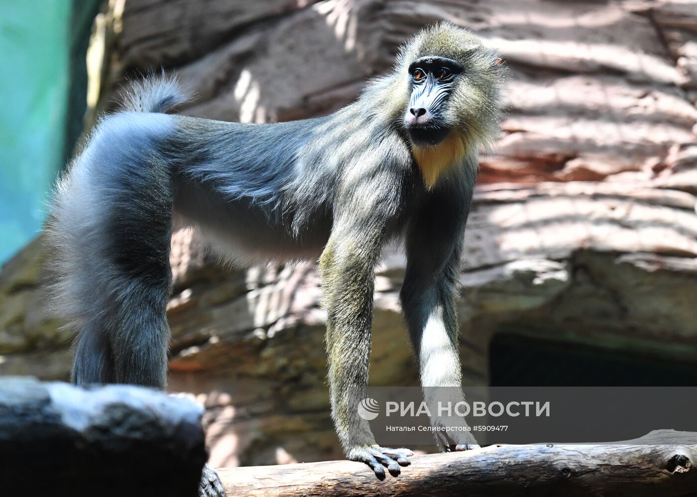Московский зоопарк