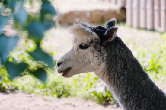 Московский зоопарк