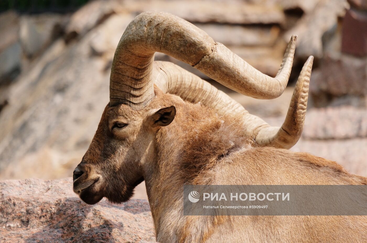 Московский зоопарк