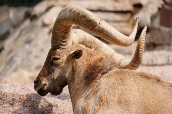 Московский зоопарк