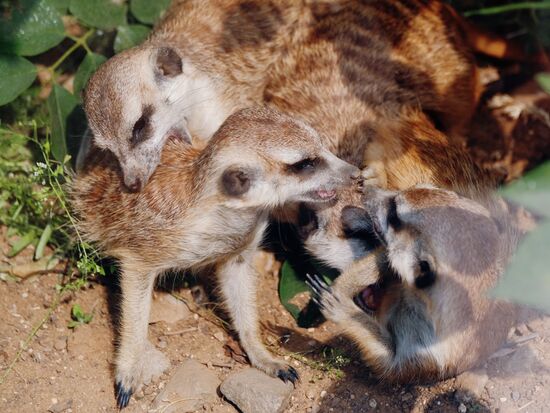 Московский зоопарк