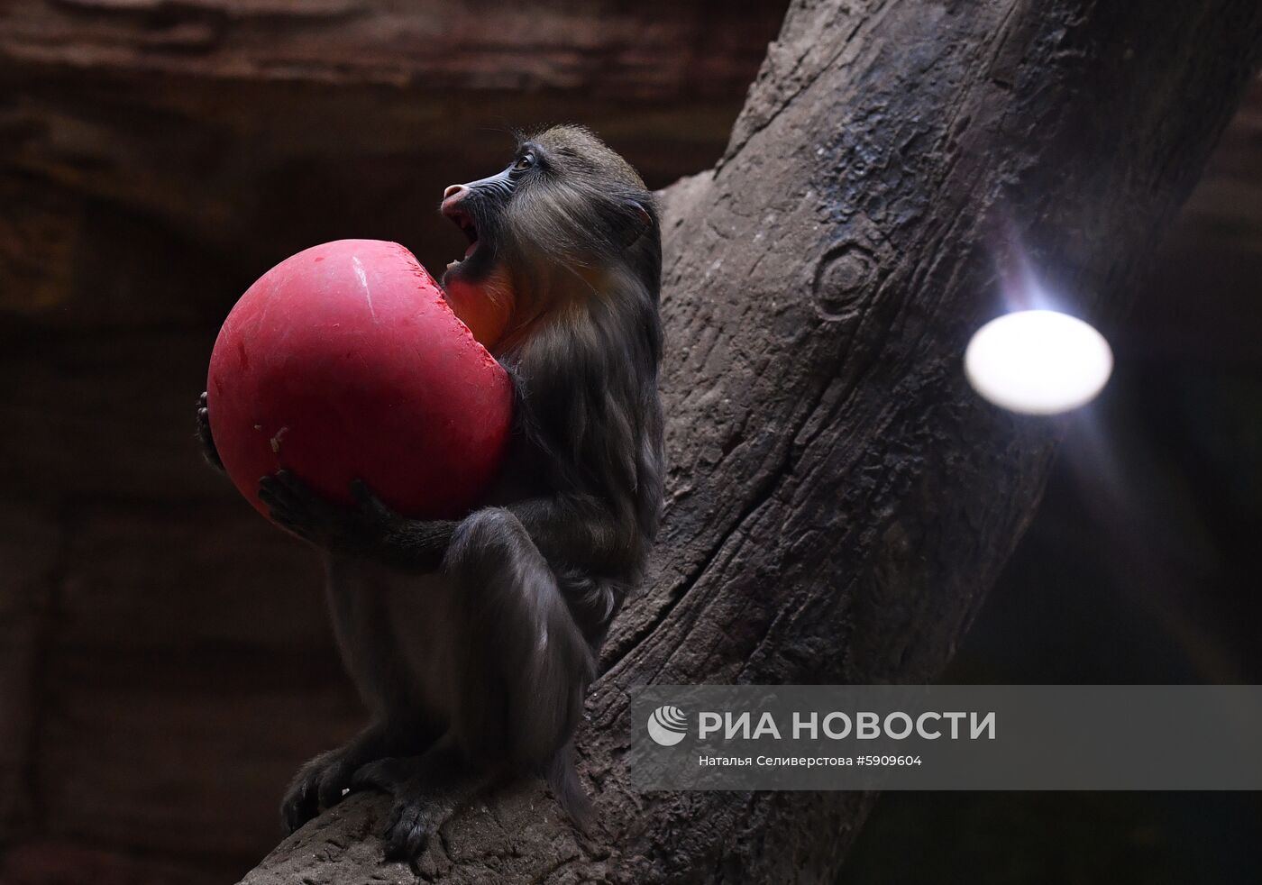 Московский зоопарк