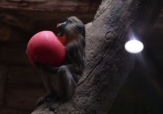 Московский зоопарк