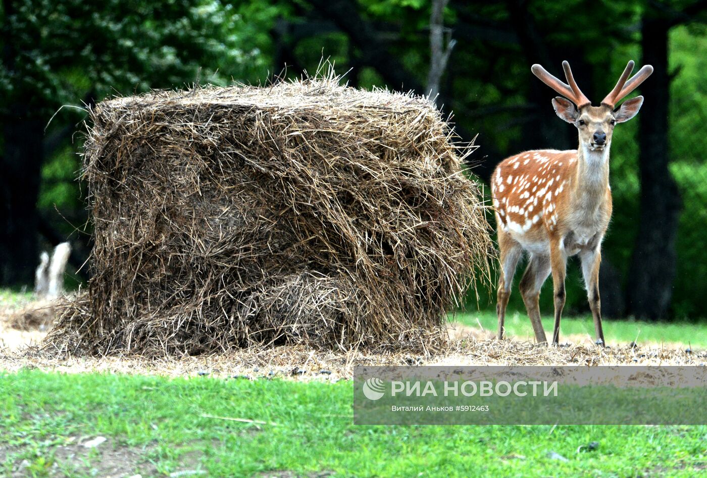 Пятнистые олени в парке дикой природы "Леопарды на Гамова" в Приморском крае