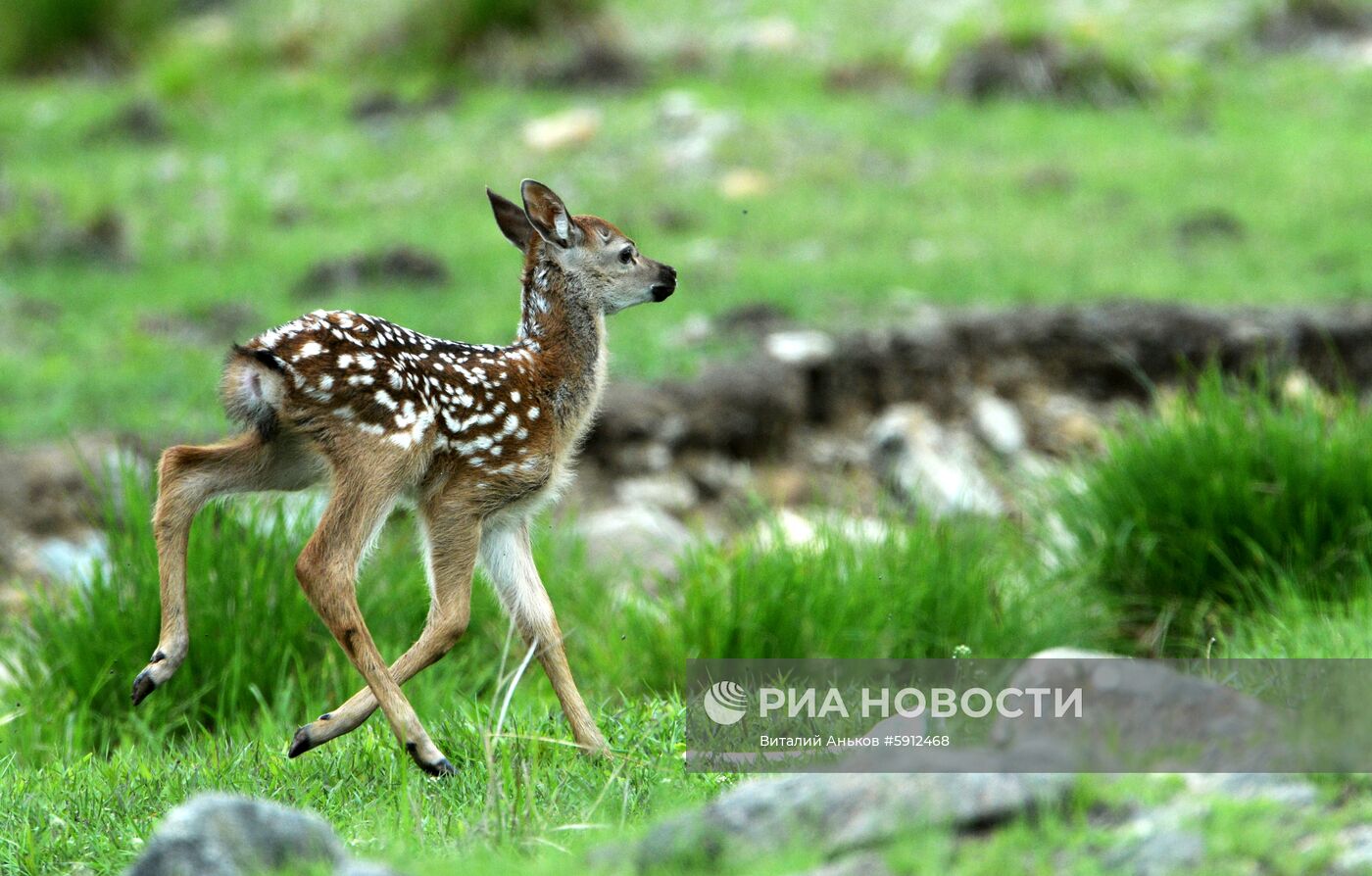 Пятнистые олени в парке дикой природы "Леопарды на Гамова" в Приморском крае