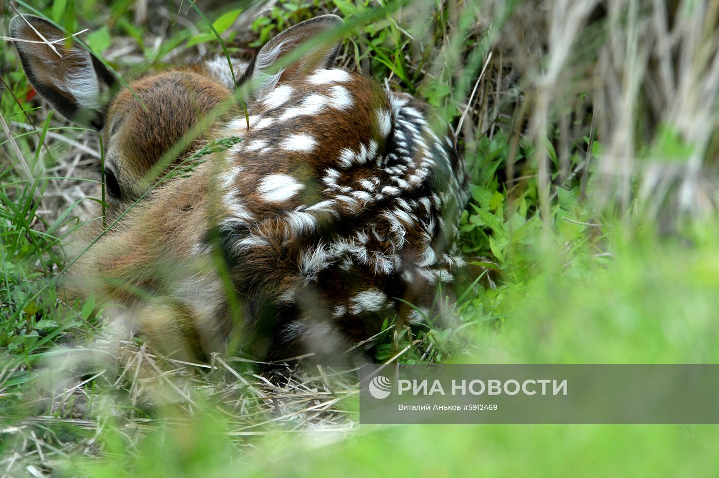 Пятнистые олени в парке дикой природы "Леопарды на Гамова" в Приморском крае