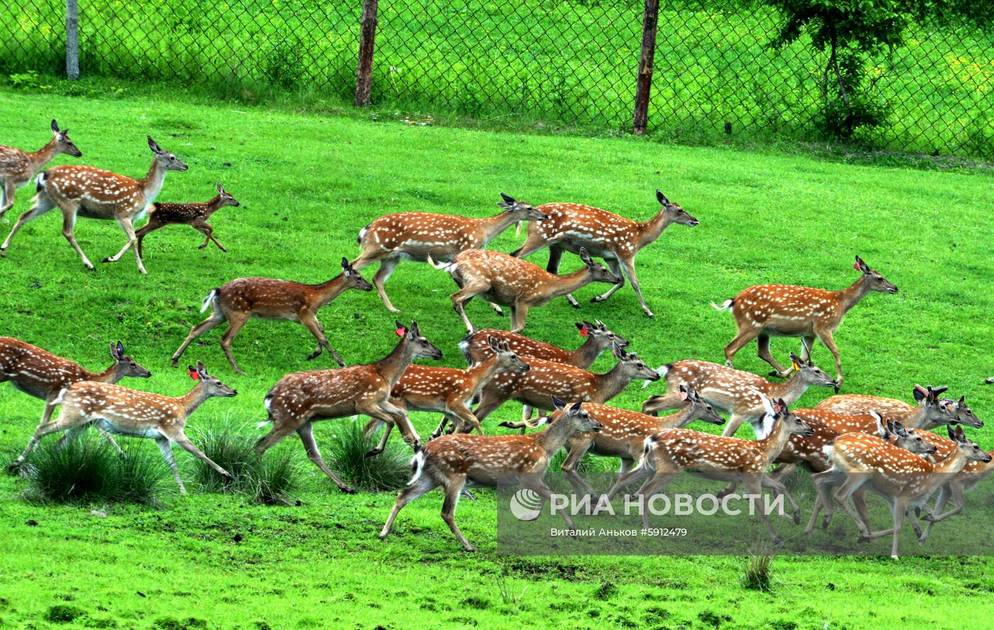 Пятнистые олени в парке дикой природы "Леопарды на Гамова" в Приморском крае