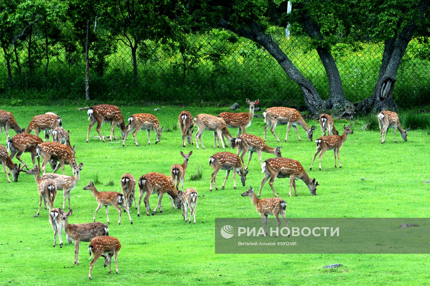 Пятнистые олени в парке дикой природы "Леопарды на Гамова" в Приморском крае