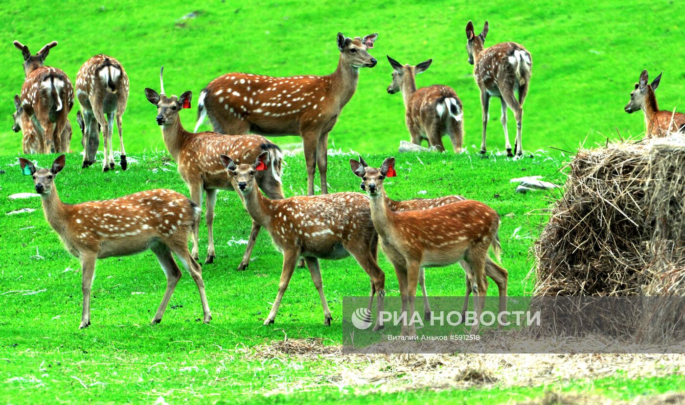 Пятнистые олени в парке дикой природы "Леопарды на Гамова" в Приморском крае.