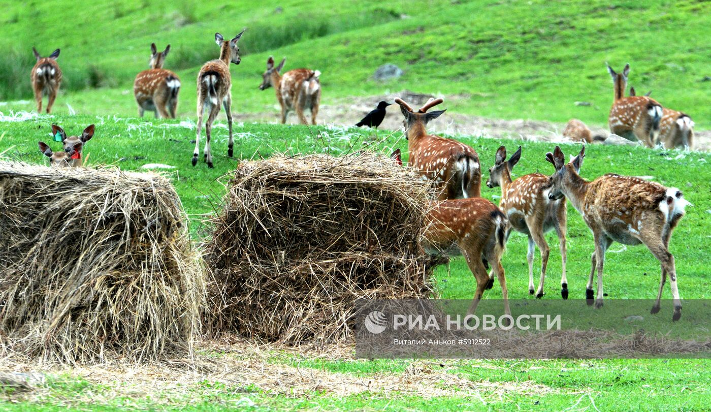 Пятнистые олени в парке дикой природы "Леопарды на Гамова" в Приморском крае