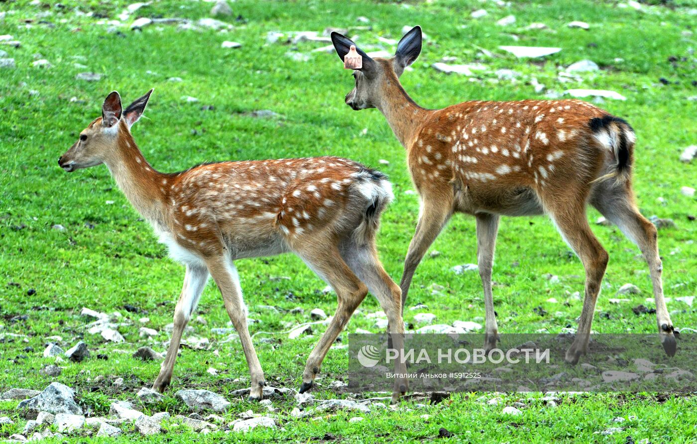 Пятнистые олени в парке дикой природы "Леопарды на Гамова" в Приморском крае