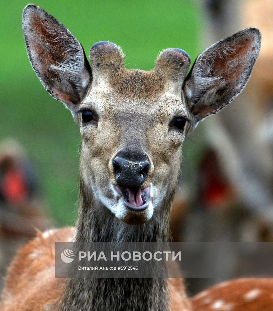 Пятнистые олени в парке дикой природы "Леопарды на Гамова" в Приморском крае