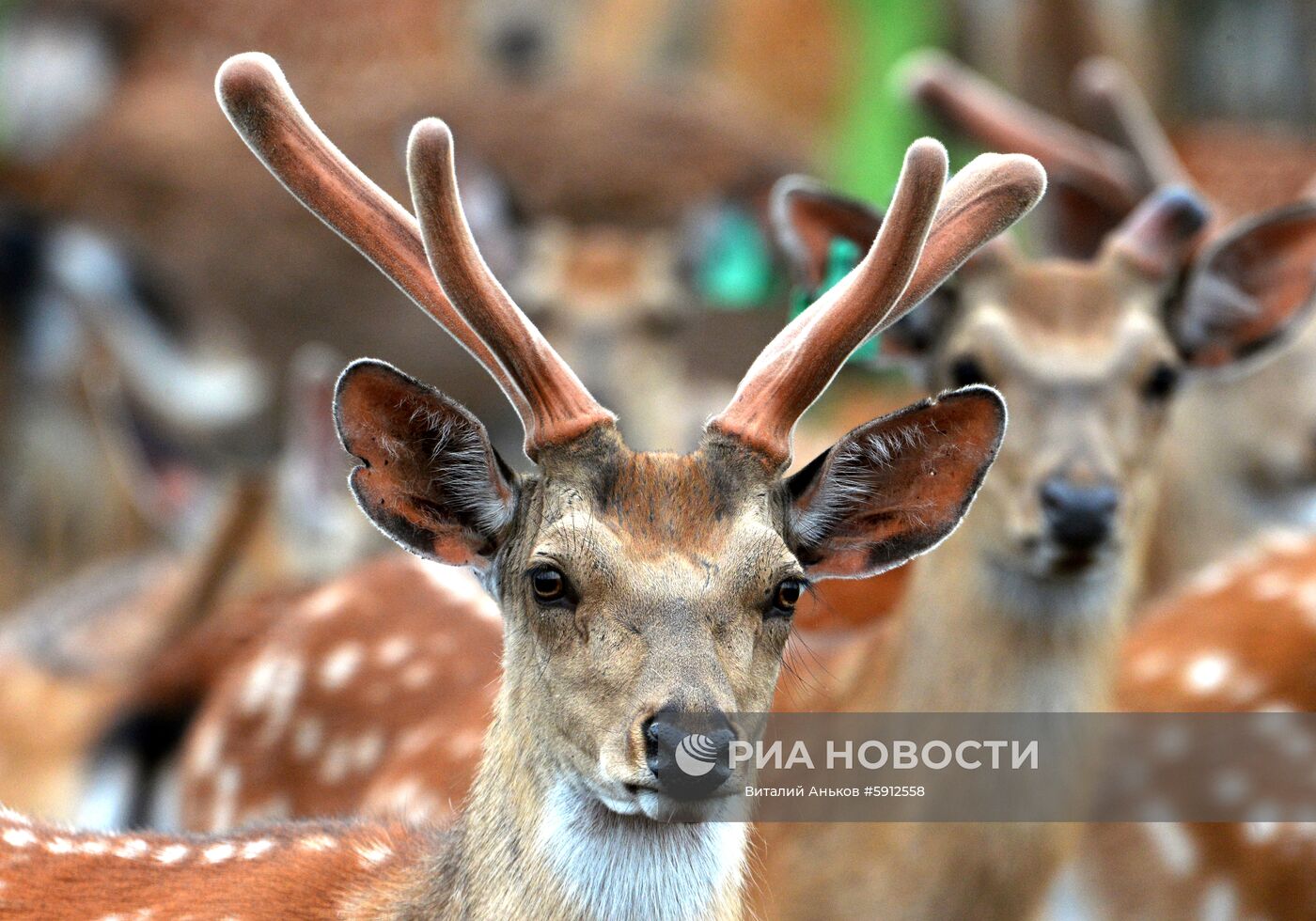 Пятнистые олени в парке дикой природы "Леопарды на Гамова" в Приморском крае