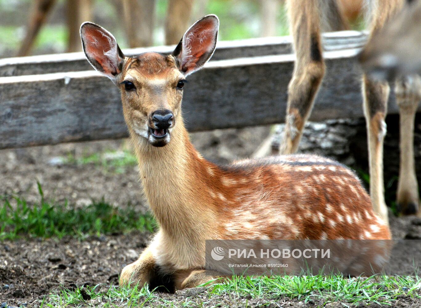 Пятнистые олени в парке дикой природы "Леопарды на Гамова" в Приморском крае