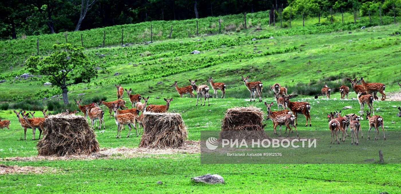Пятнистые олени в парке дикой природы "Леопарды на Гамова" в Приморском крае