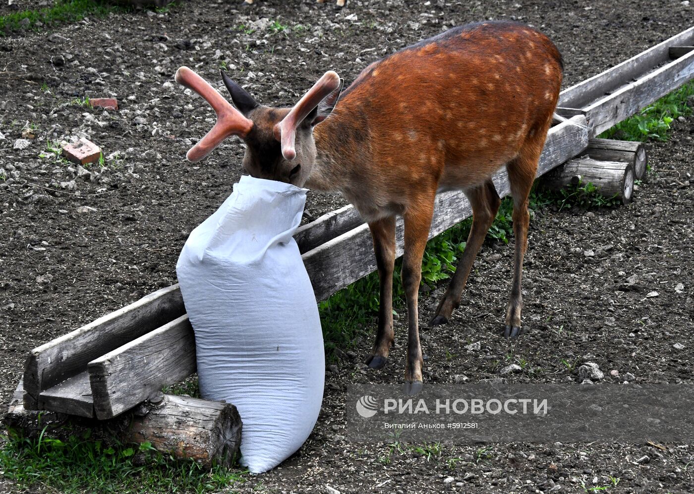 Пятнистые олени в парке дикой природы "Леопарды на Гамова" в Приморском крае