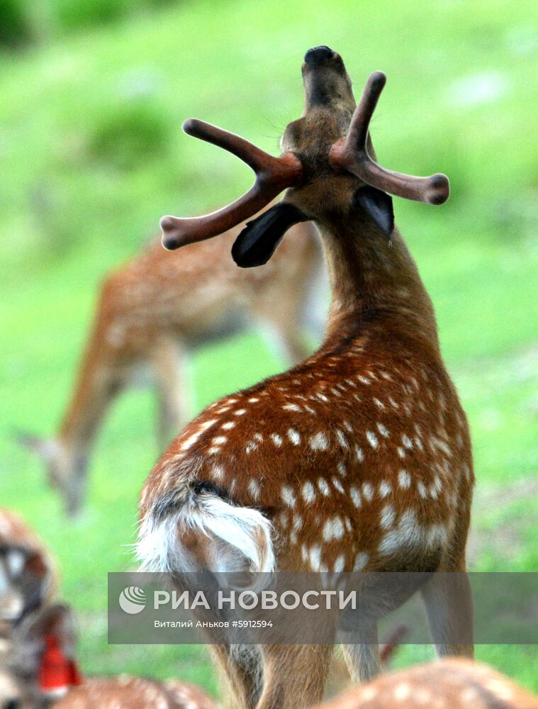 Пятнистые олени в парке дикой природы "Леопарды на Гамова" в Приморском крае