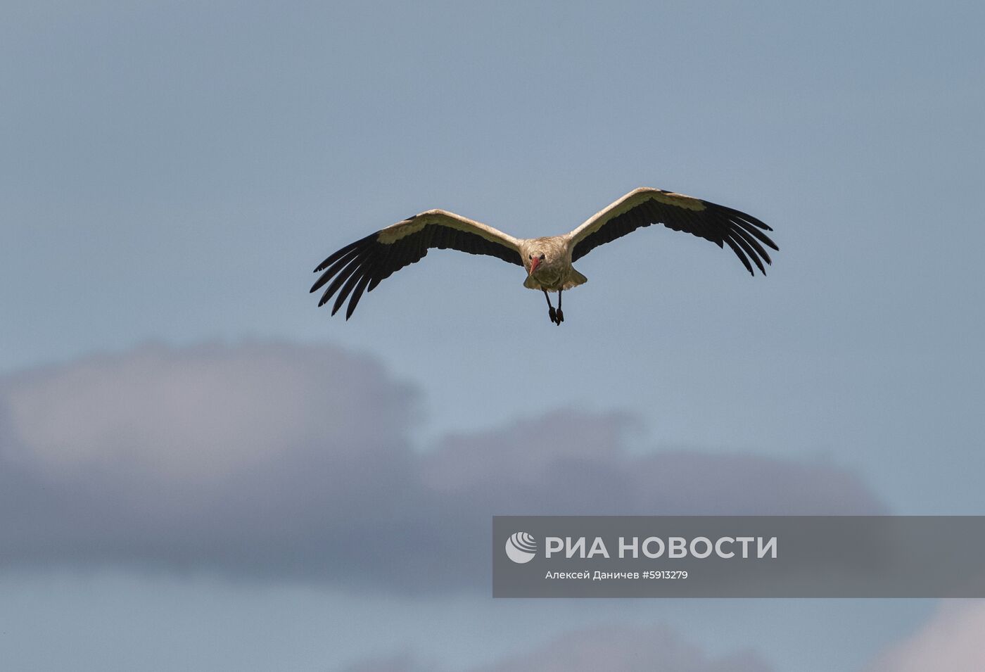 Аисты в Ленинградской области