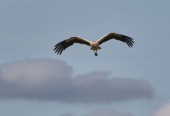 Аисты в Ленинградской области