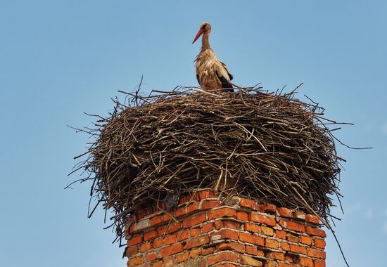 Аисты в Ленинградской области