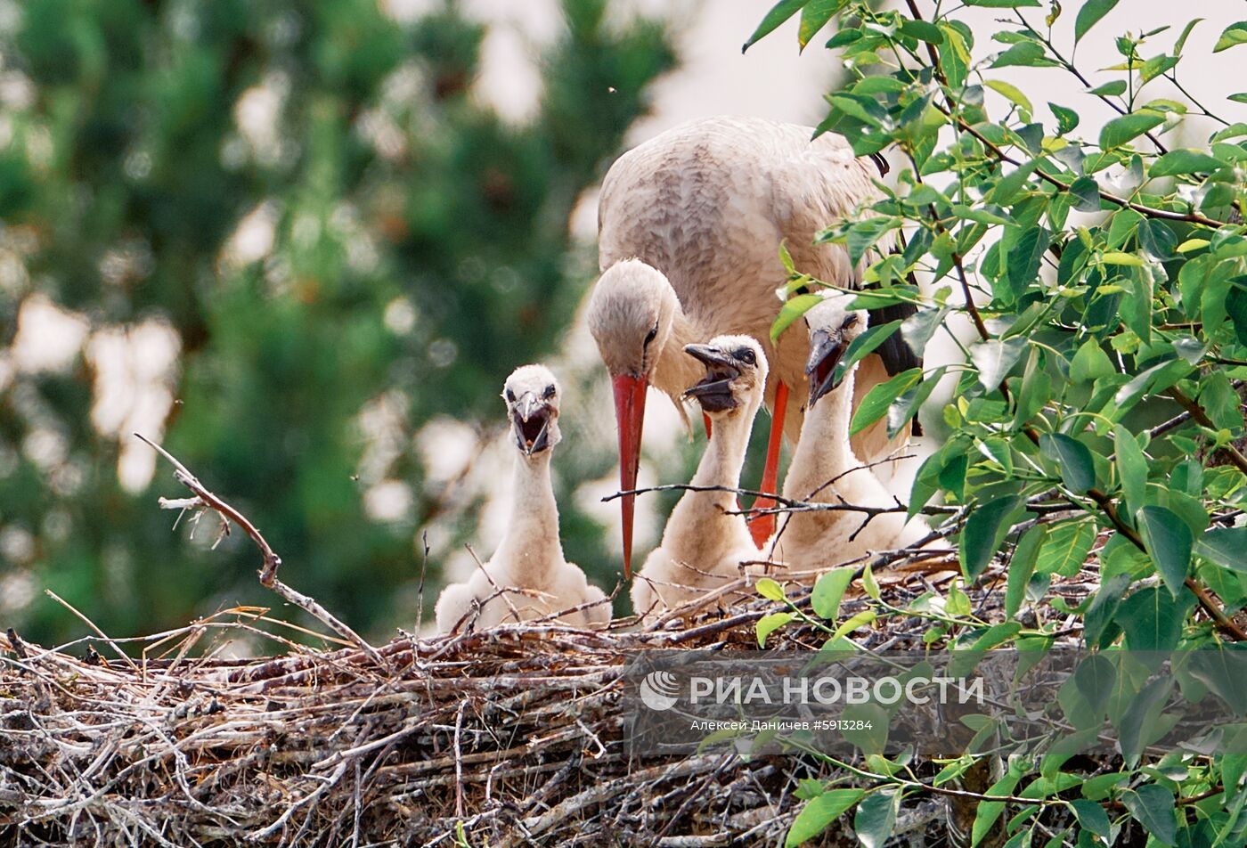 Аисты в Ленинградской области