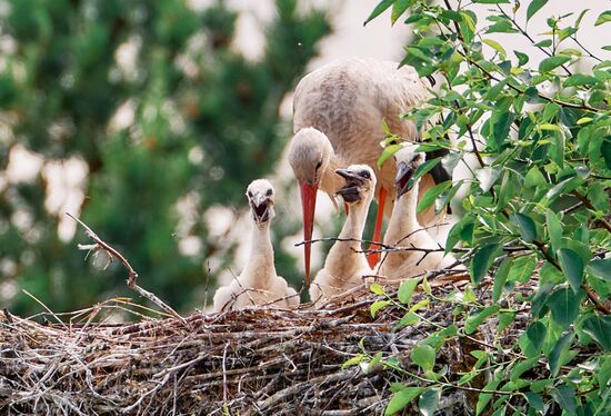 Аисты в Ленинградской области