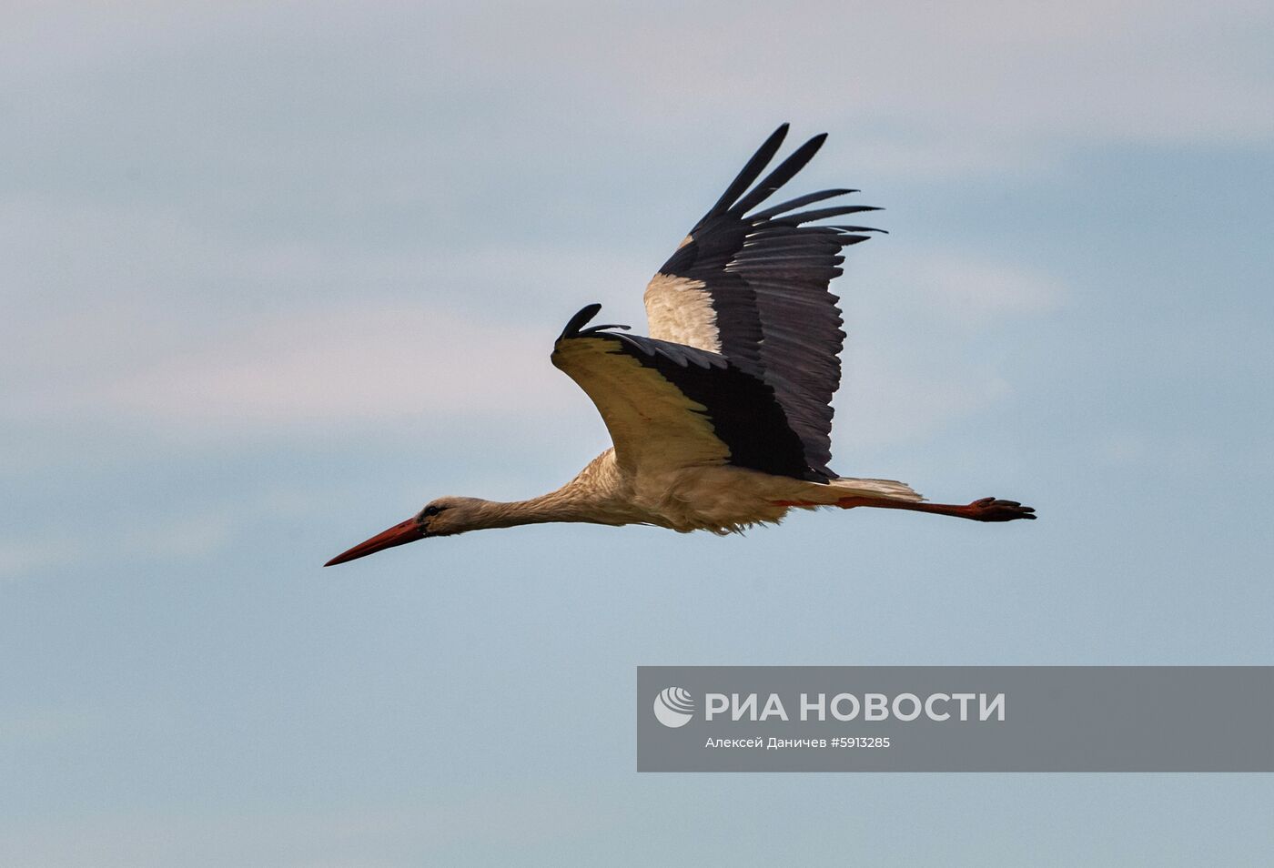 Аисты в Ленинградской области