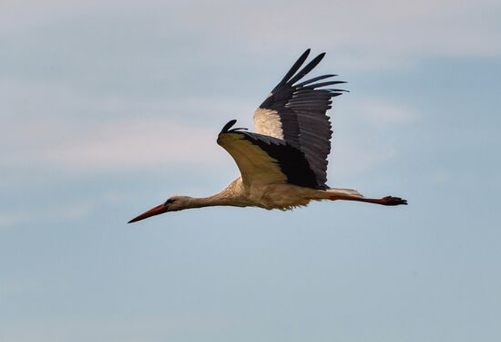 Аисты в Ленинградской области