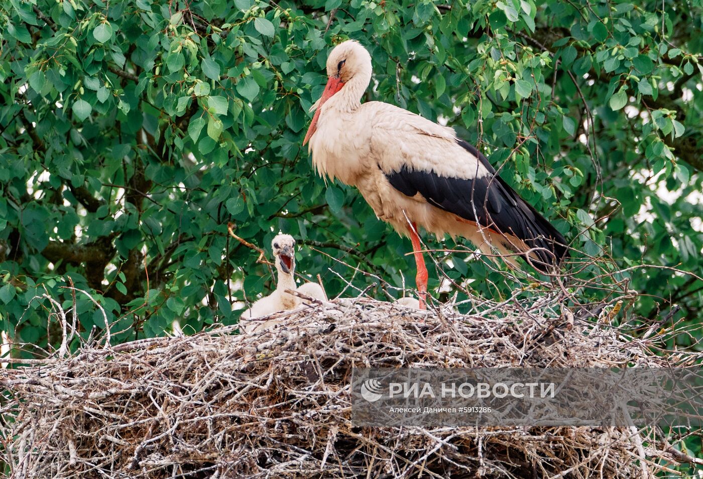 Аисты в Ленинградской области
