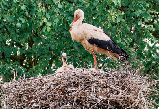 Аисты в Ленинградской области