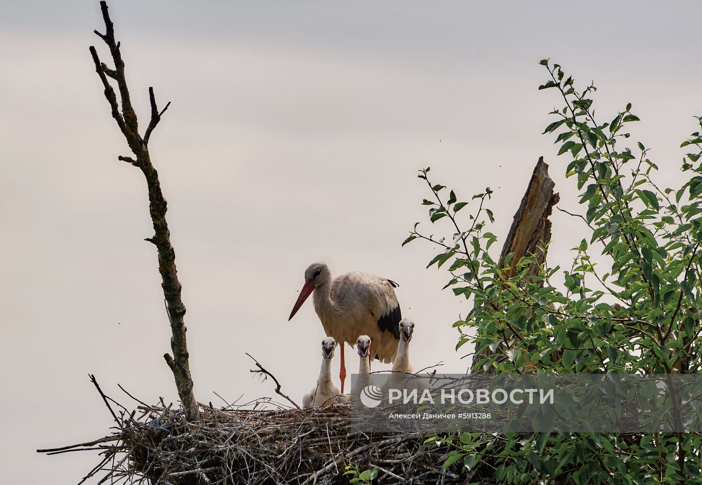 Аисты в Ленинградской области