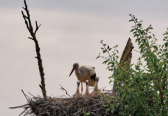 Аисты в Ленинградской области