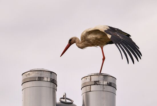 Аисты в Ленинградской области