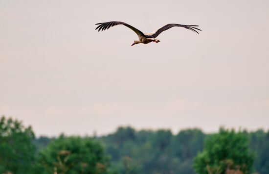 Аисты в Ленинградской области